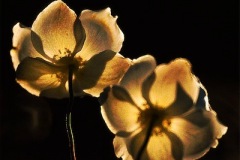 white-flowers