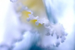 orchid-white