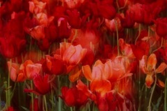 tulips-red