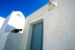 cats-greece-